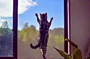 kedi sinekliği nedir