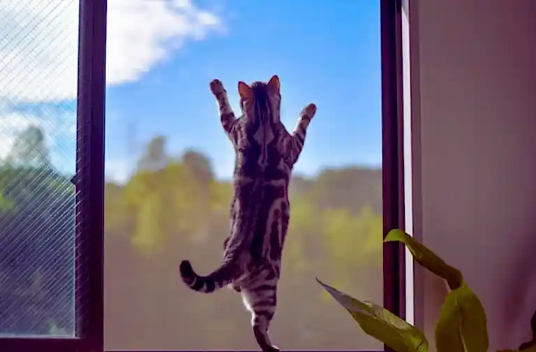 kedi sinekliği nedir