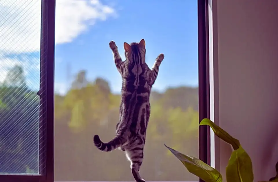 kedi sinekliği nedir